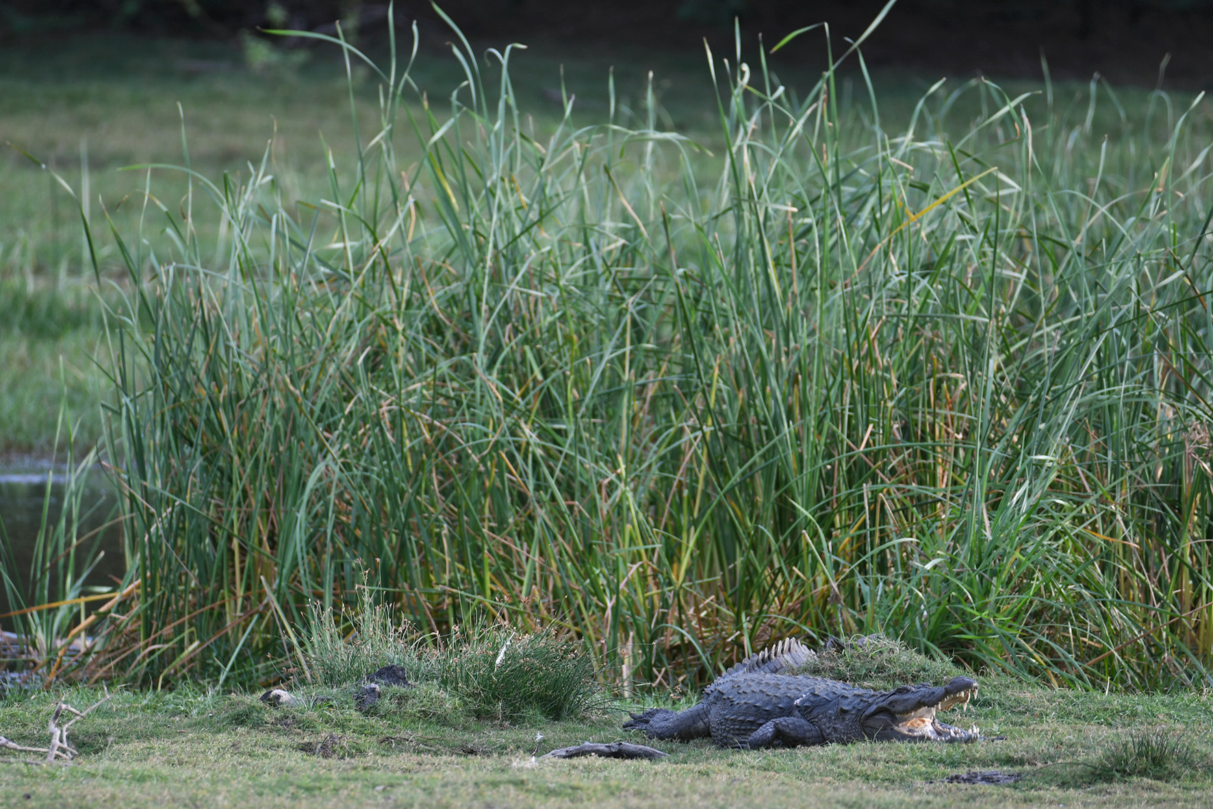 Das gefährdete Sumpfkrokodil ist recht häufig im Park zu sehen